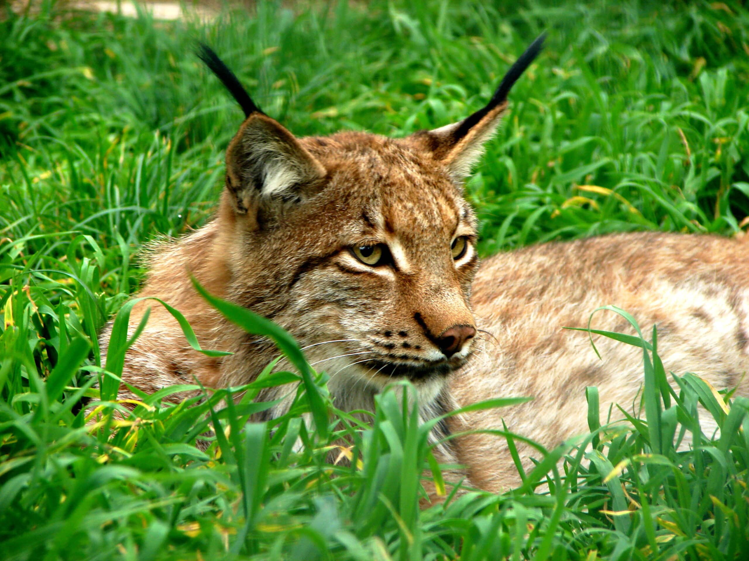 Lynx