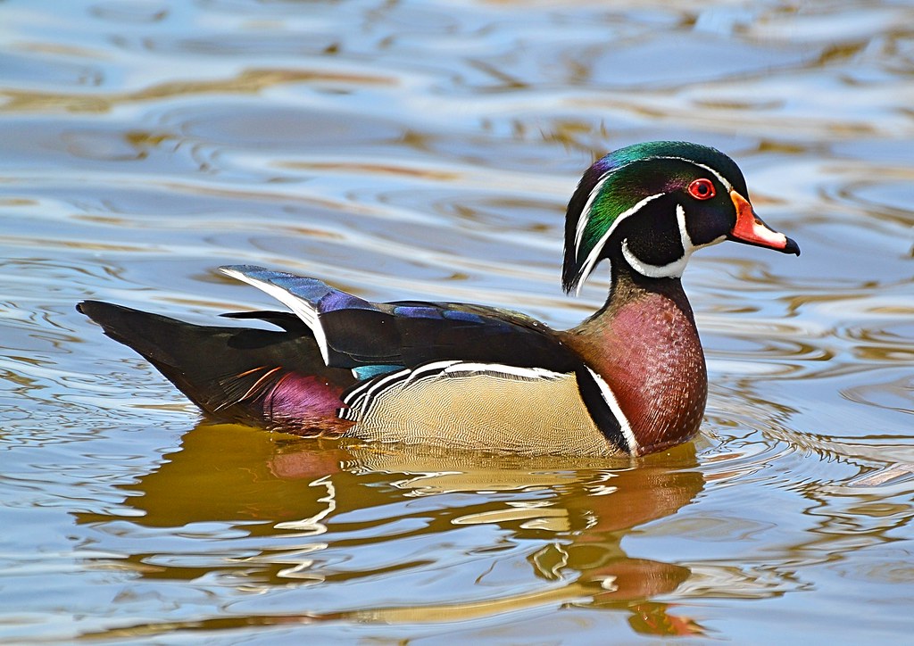 My First Wood Duck