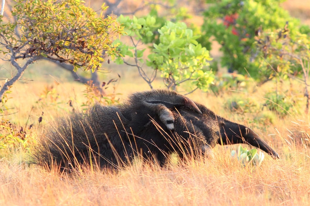 Giant Anteater 121120 IMG_7373