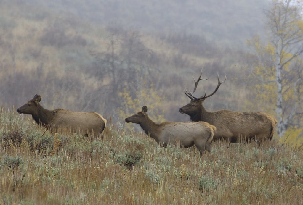 Elk (Cervus canadensis)