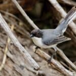 A small bird with a grey back, white underside, and black head with a red eye perches on a branch amidst brown twigs.