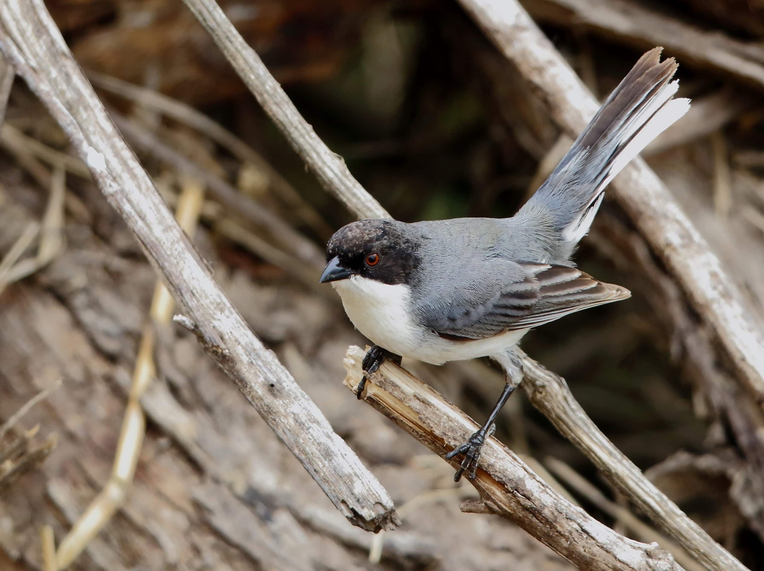 A small bird with a grey back, white underside, and black head with a red eye perches on a branch amidst brown twigs.