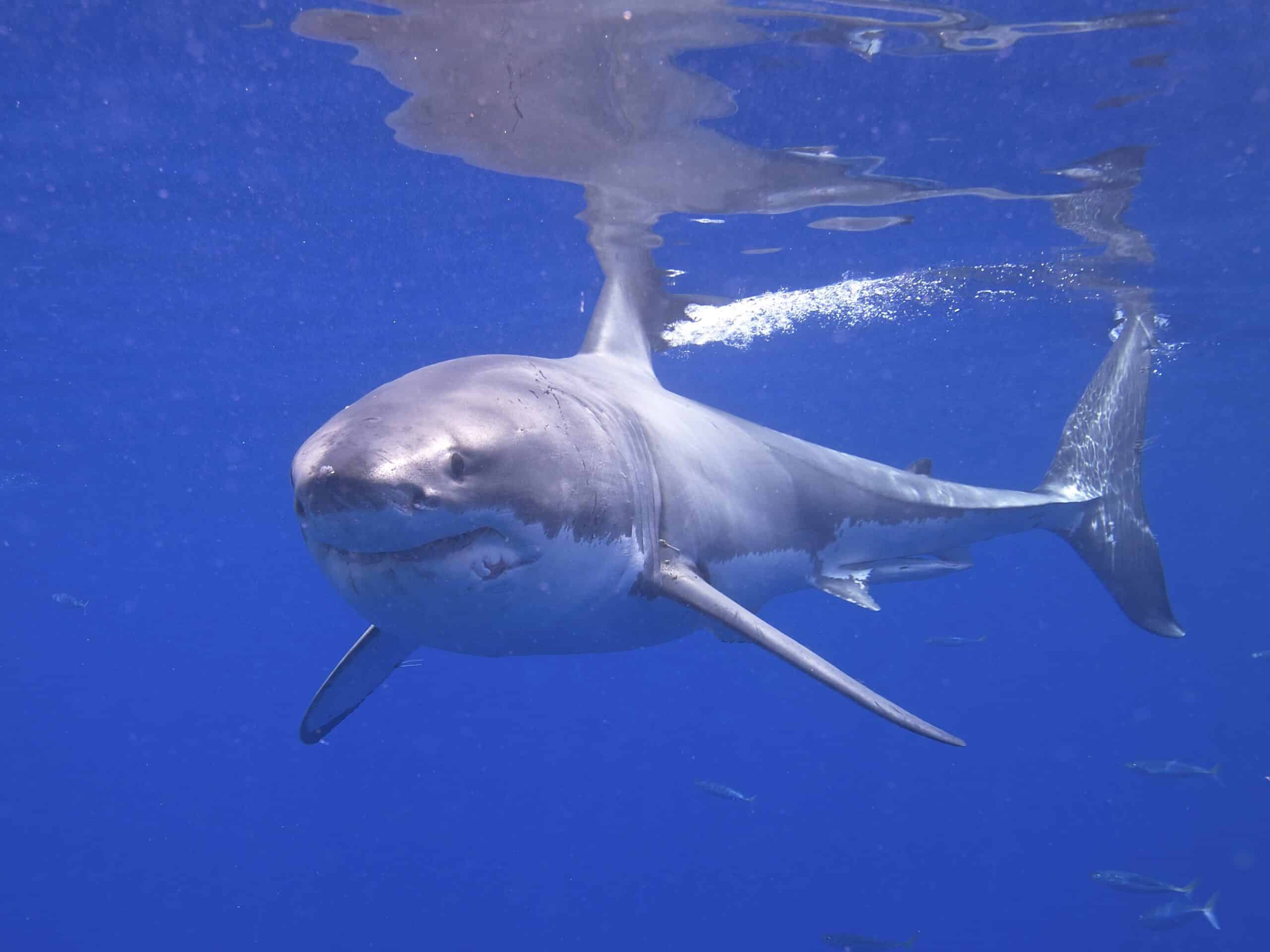 Great White Shark (14730762278) Great White Shark (14730762278)