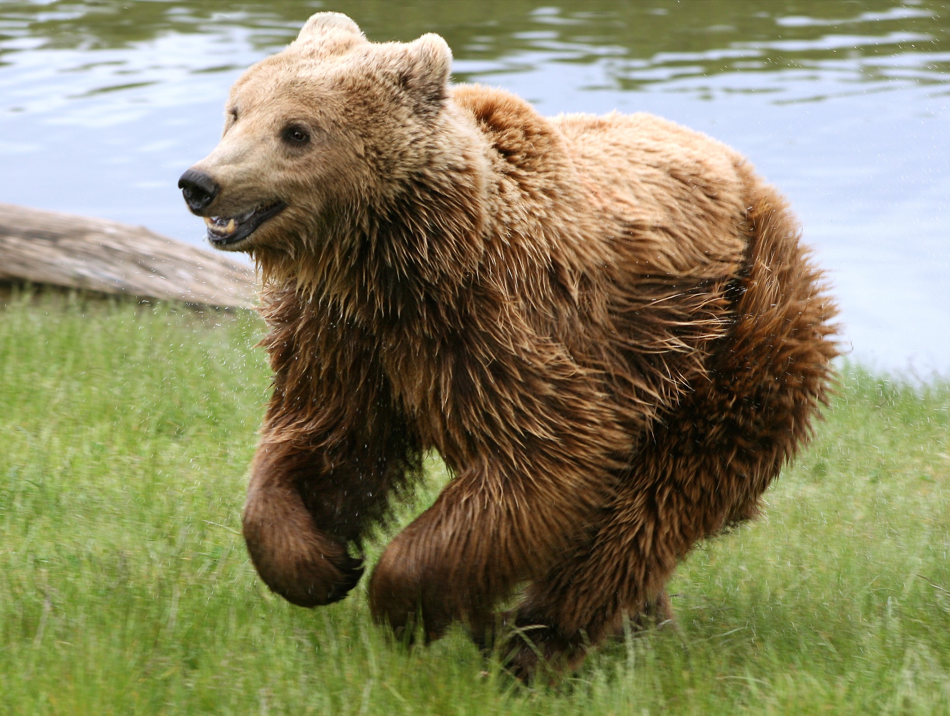 Brown bear (Ursus arctos arctos) running Brown bear (Ursus arctos arctos) running
