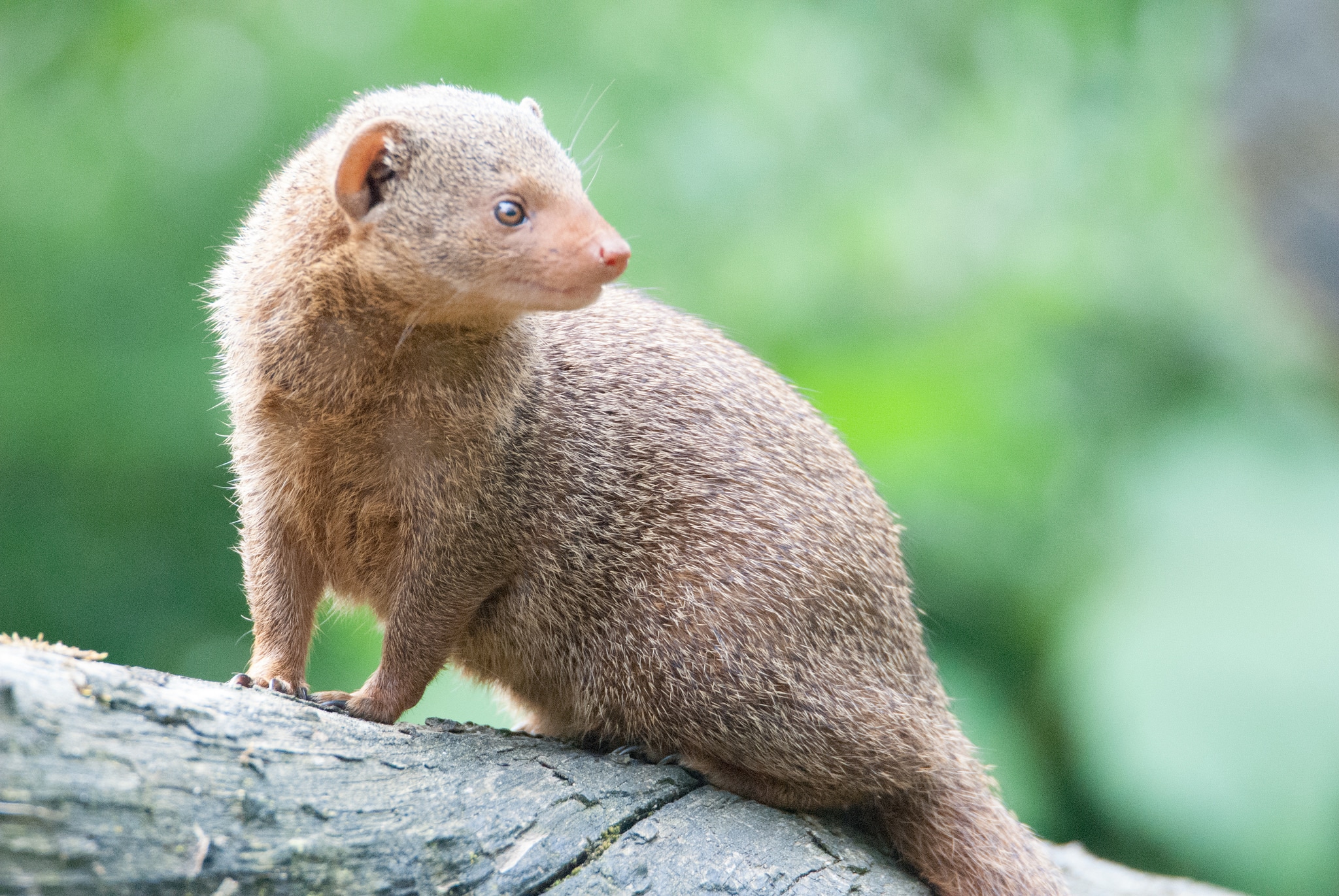Mongoose