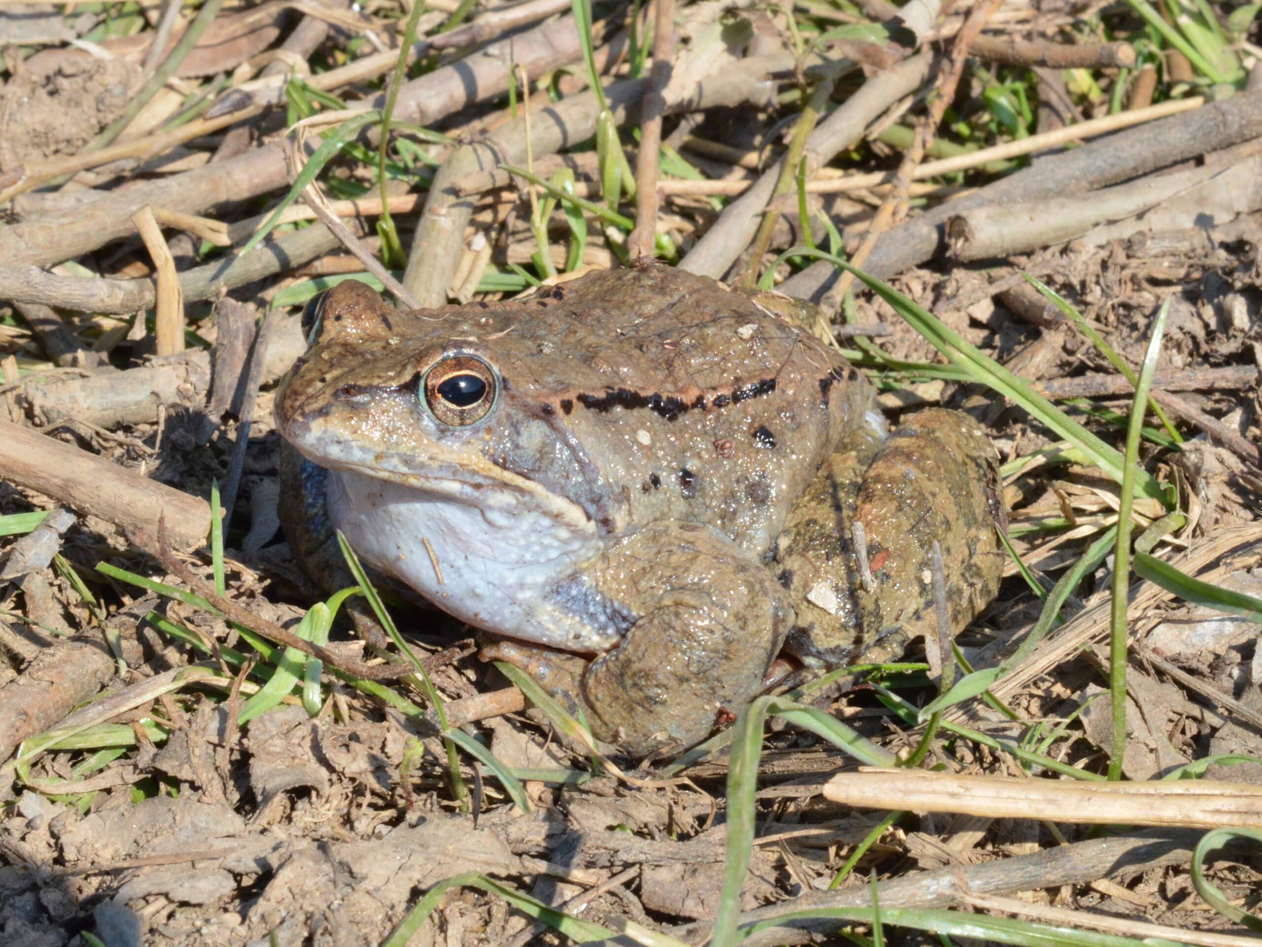 Rana temporaria at Muhalnitsa, Botevgrad (01.03.2019) 01