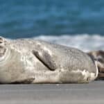 Seal