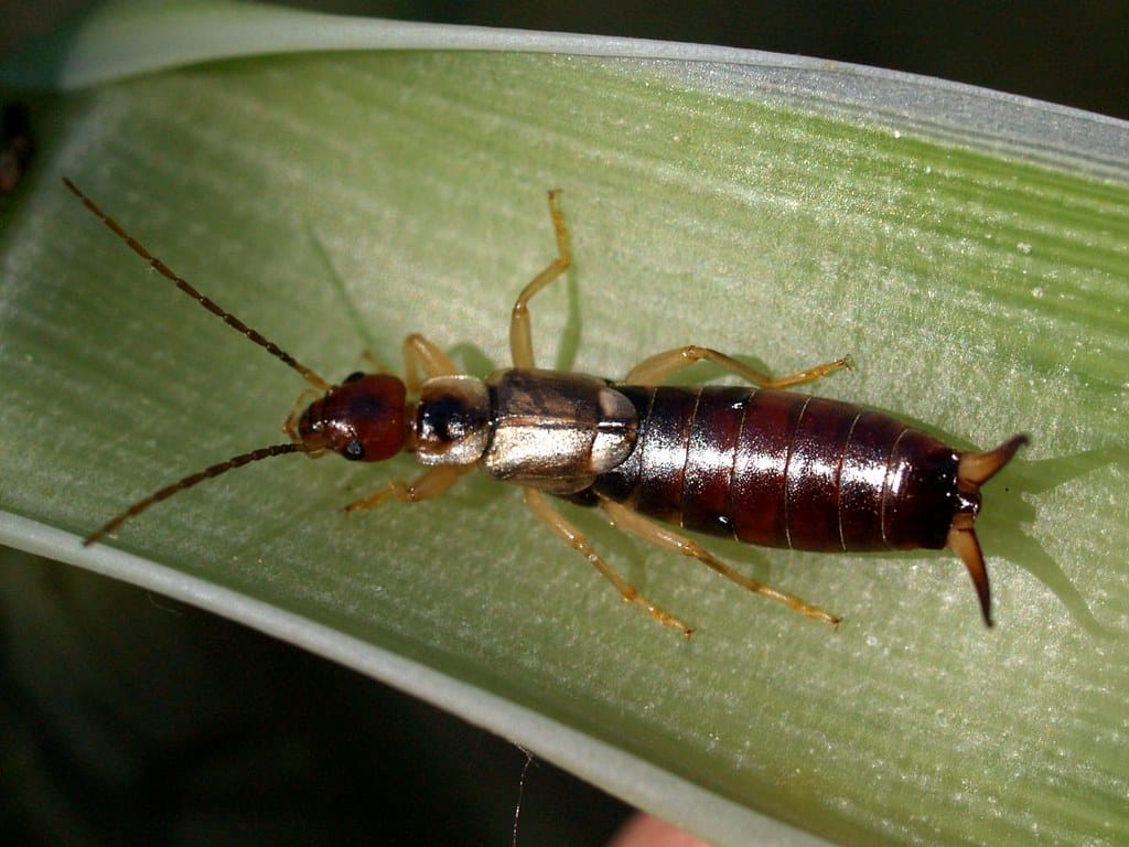 Forficula auricularia