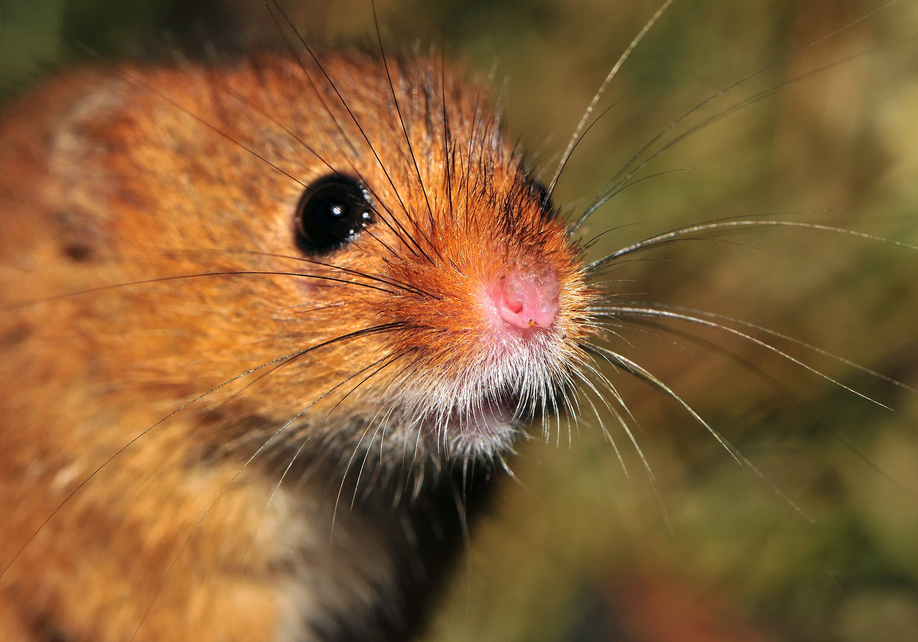File:Harvest Mouse (face).jpg File:Harvest Mouse (face).jpg