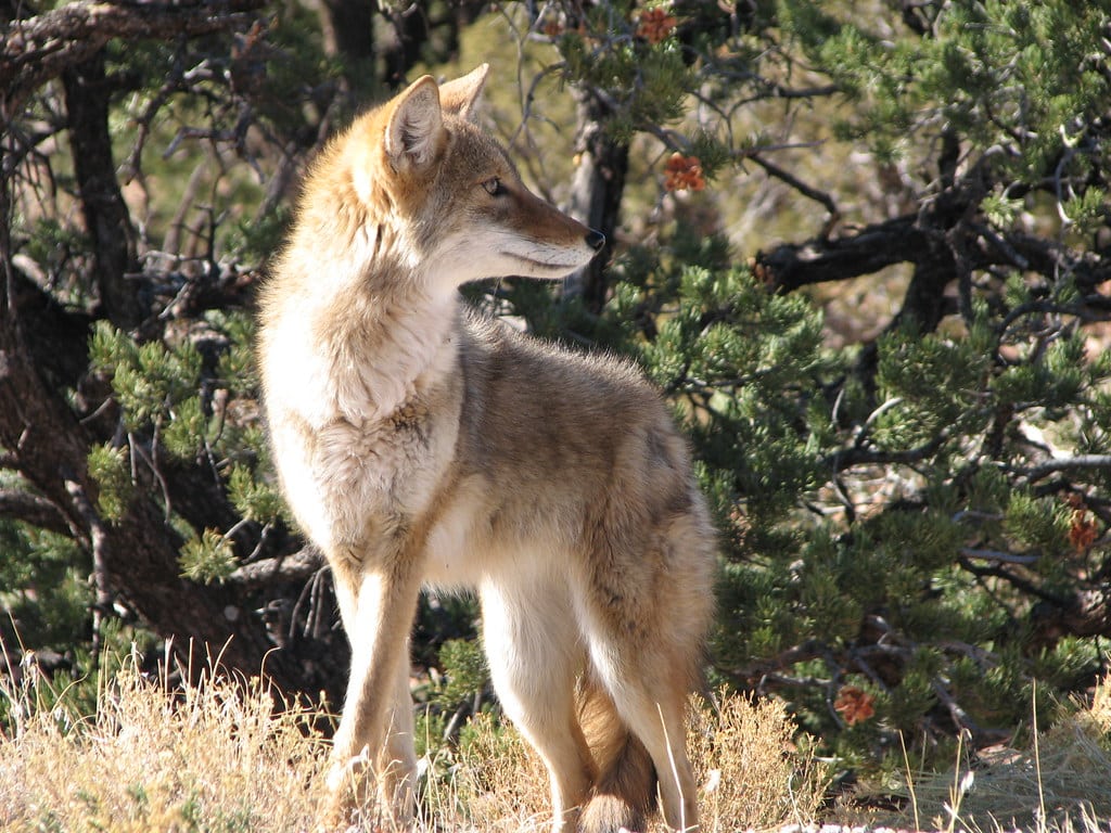 Coyote Coyote
