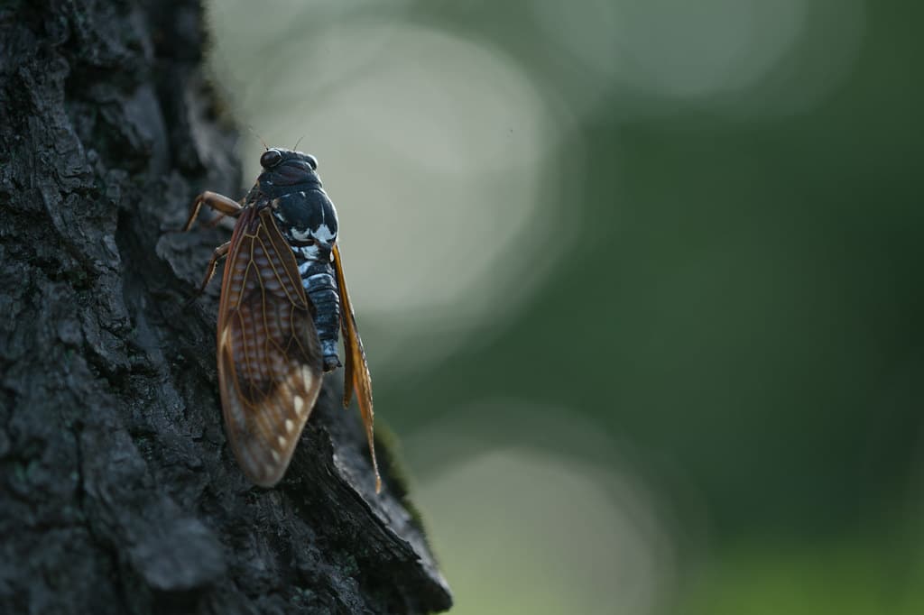 Large brown cicada