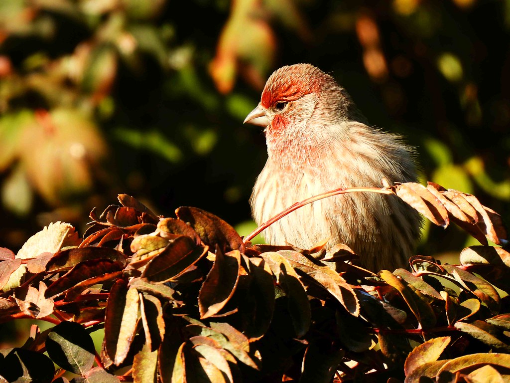 Male Finch in Mountain Ash Tree
