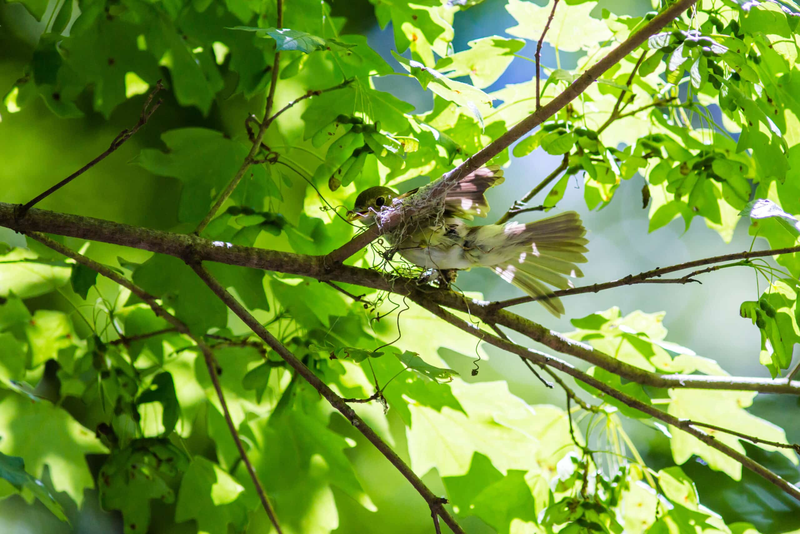 Acadian flycatcher (46967503075) Acadian flycatcher (46967503075)