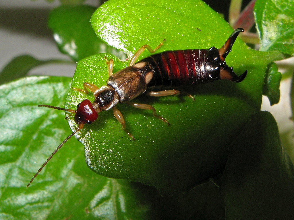 File:Tijereta – Forficula auricularia (553075910).jpg
