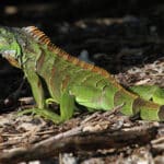 Iguana