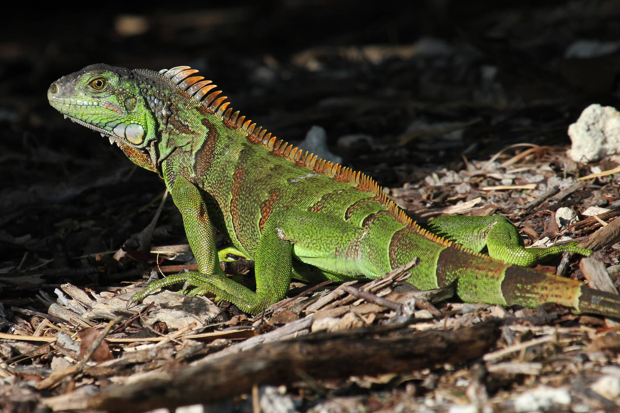 Iguana