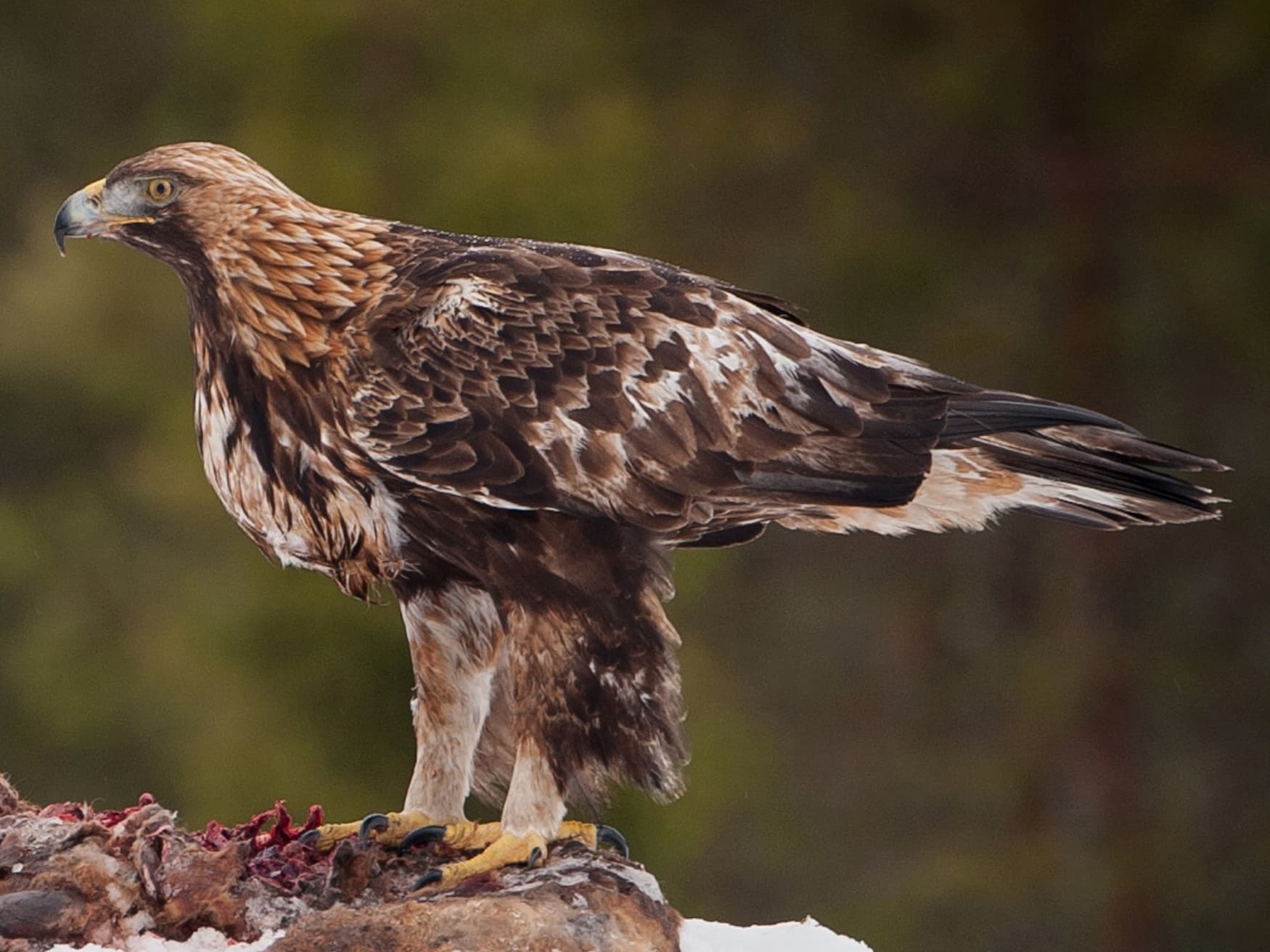 Maakotka (Aquila chrysaetos) by Jarkko Järvinen (crop)
