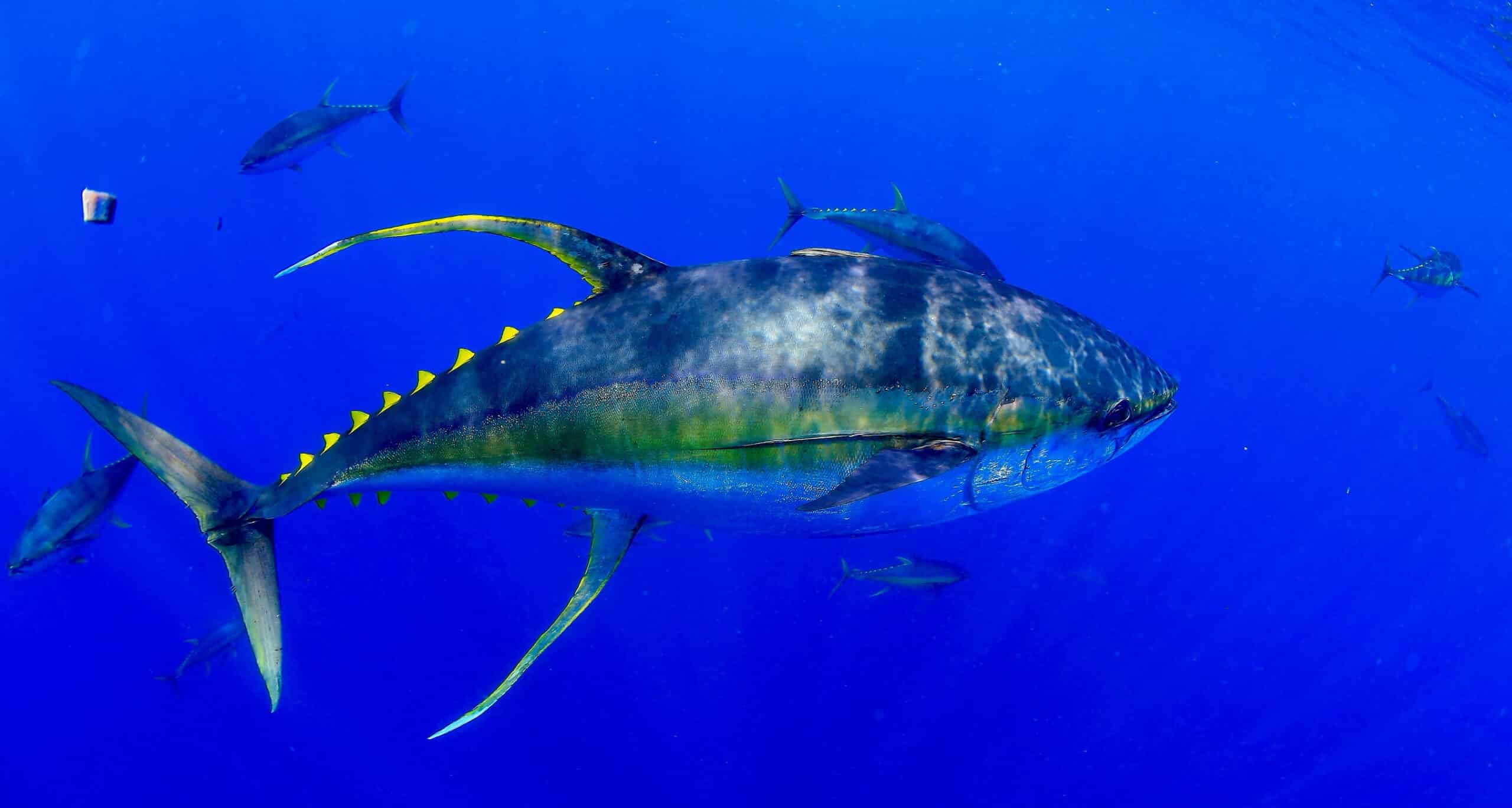 Al mcglashan tuna