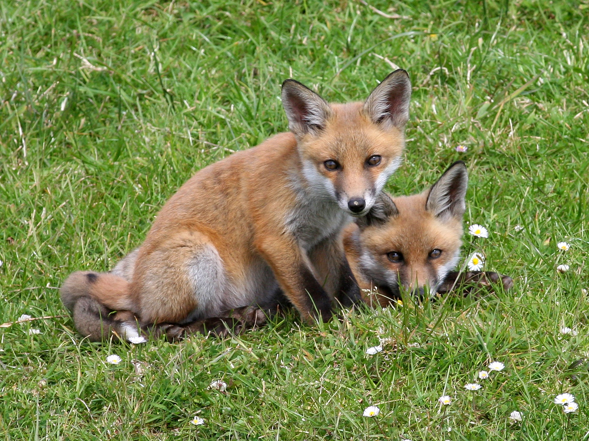 File:Red Fox (Vulpes vulpes) (4).jpg File:Red Fox (Vulpes vulpes) (4).jpg