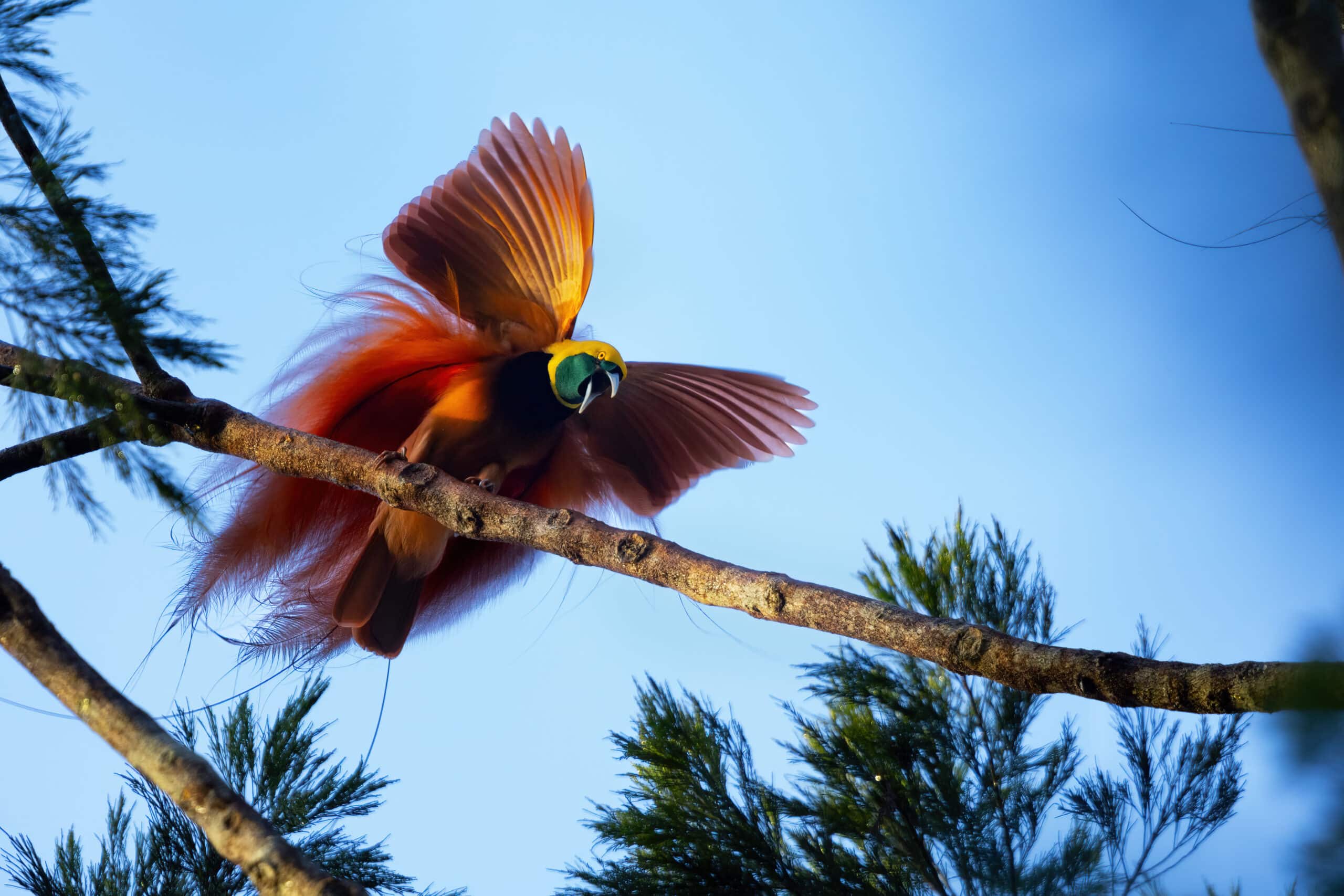 Bird Of Paradise