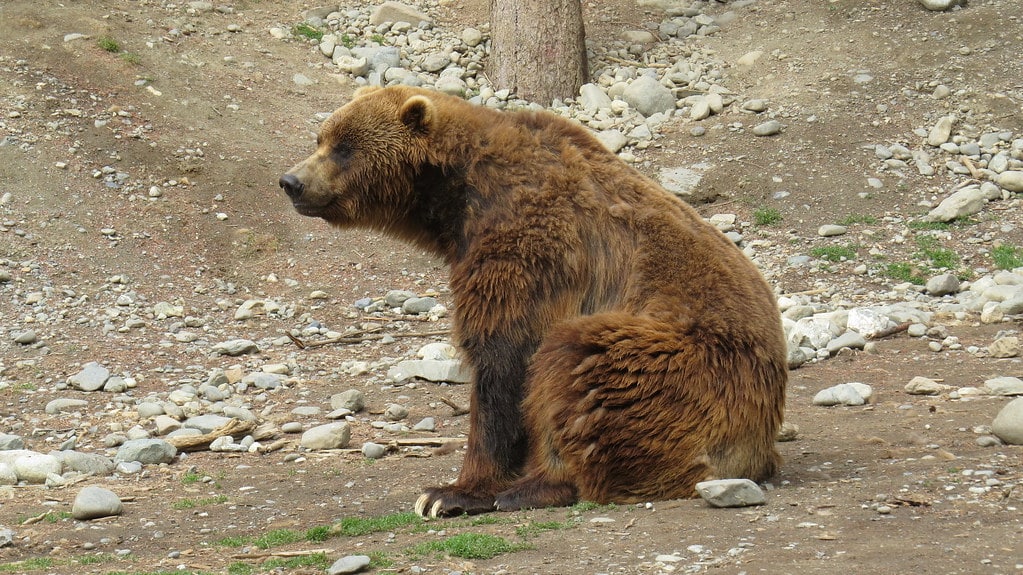 Brown Bear Sitting Brown Bear Sitting
