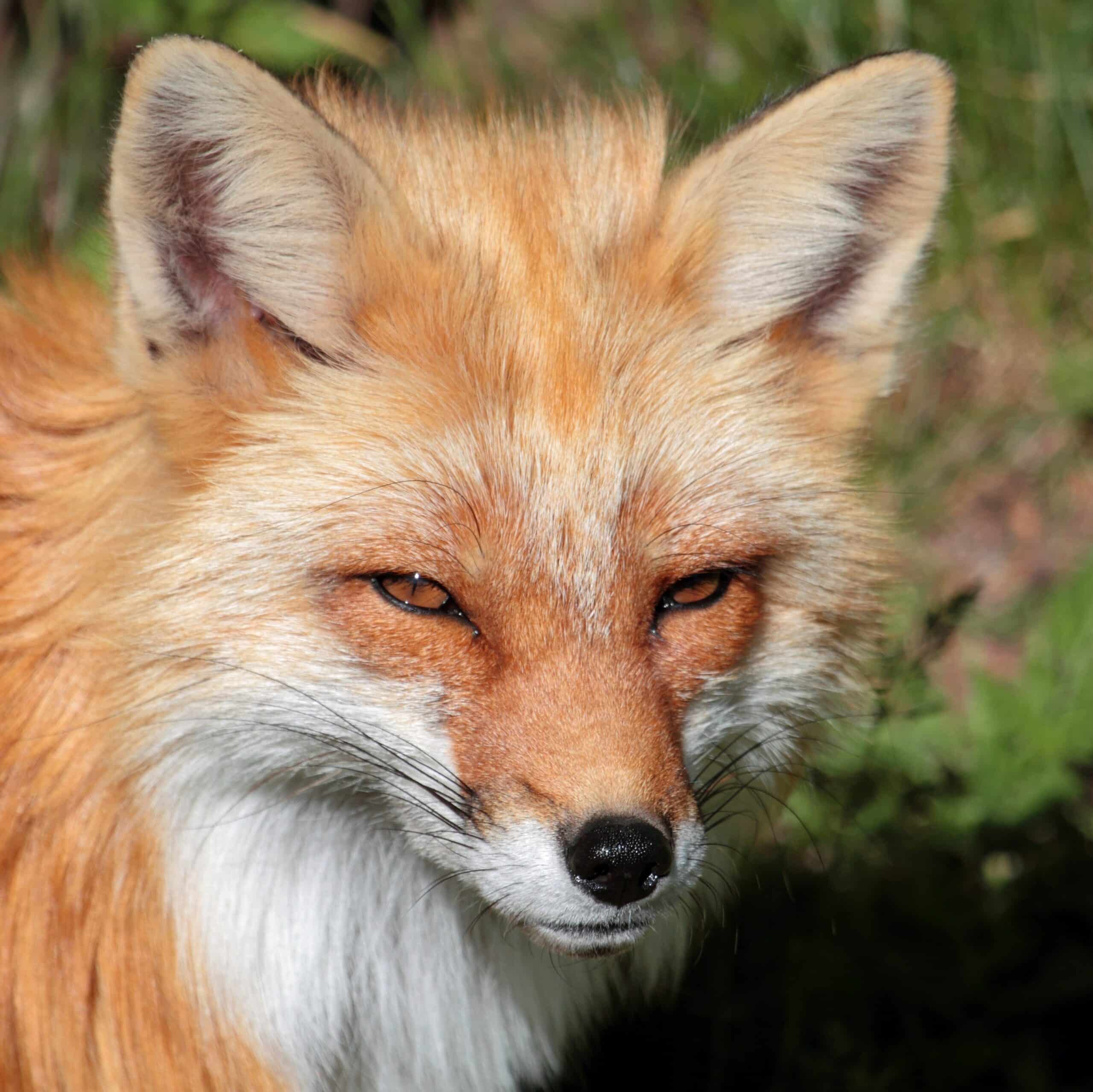 Vulpes vulpes PO Vulpes vulpes PO