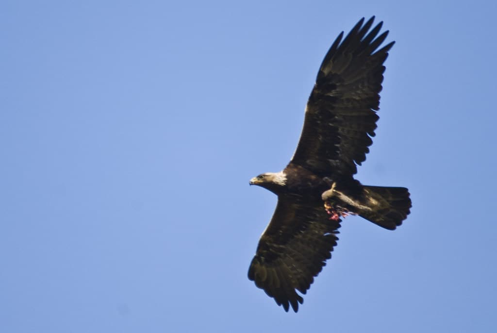 Golden Eagle (Aquila chrysaetos)