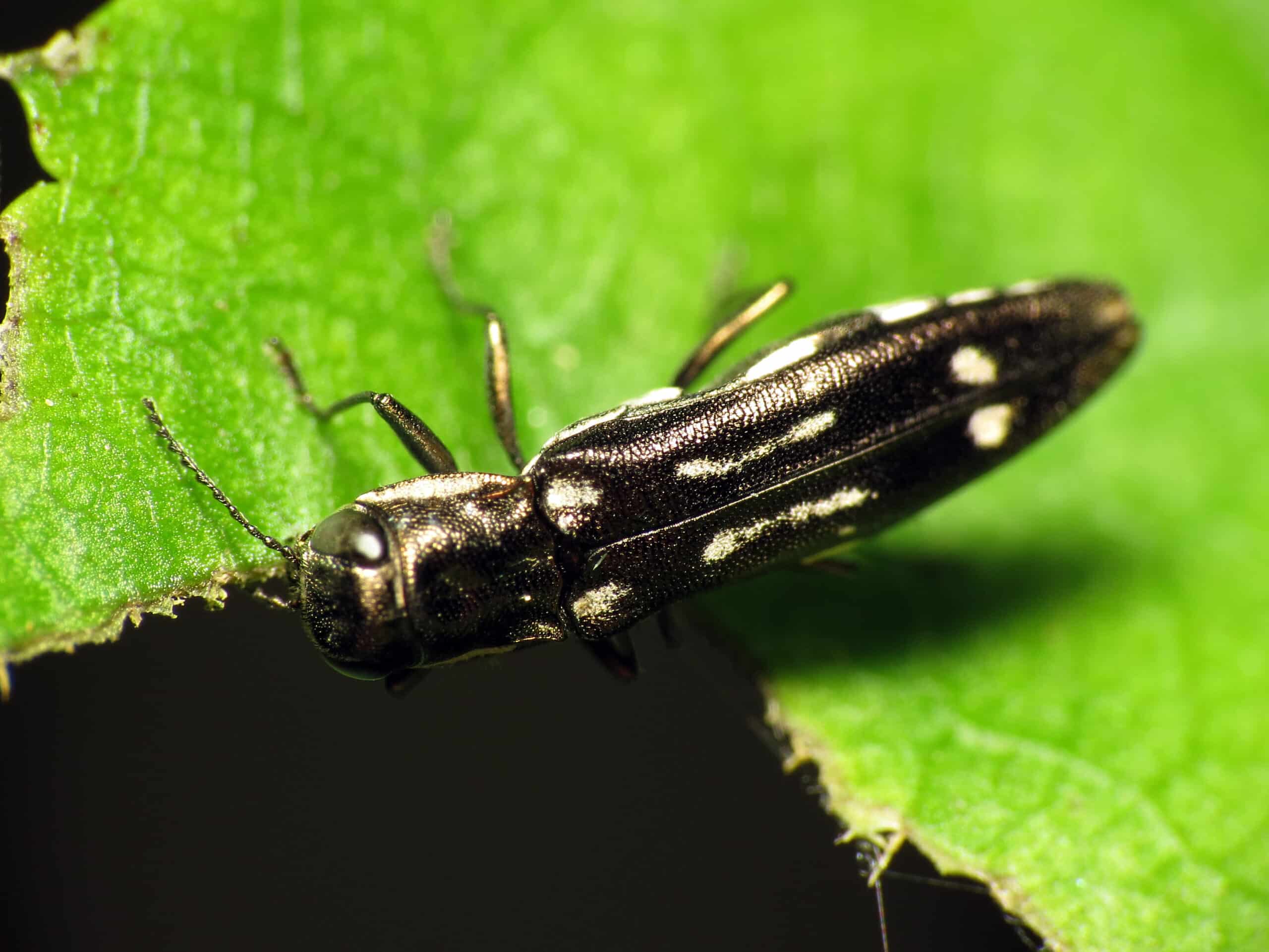 Black Jewel Beetle (31630142181) Black Jewel Beetle (31630142181)
