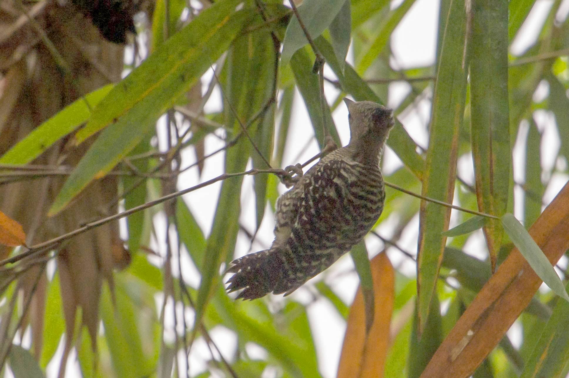 Buff-rumped Woodpecker Buff-rumped Woodpecker