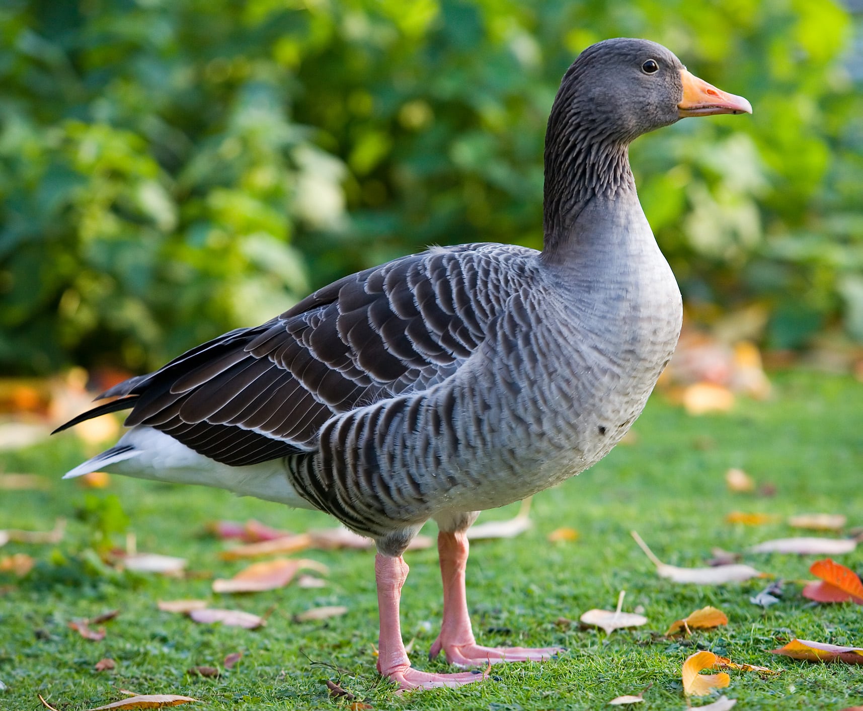 Greylag Goose – St James’s Park, London – Nov 2006 Greylag Goose – St James’s Park, London – Nov 2006