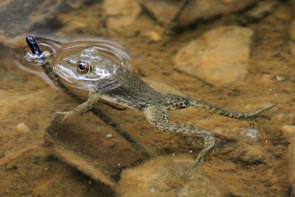 Bullfrog Bullfrog