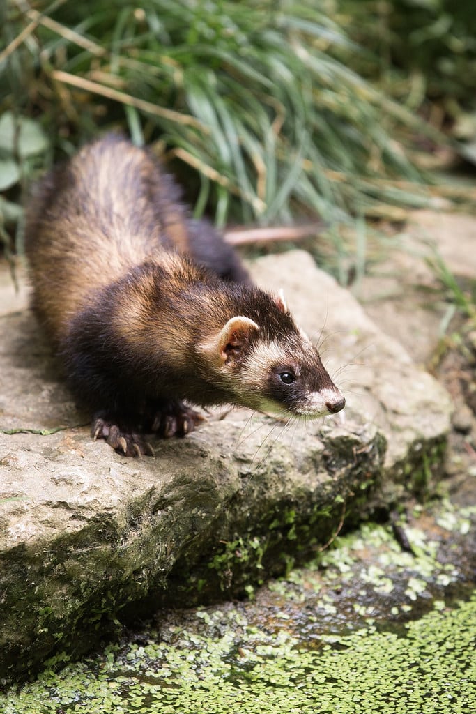 Ferret Ferret
