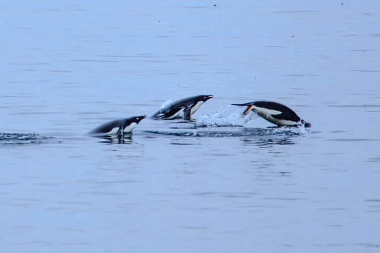 File:Our first landing on the Antarctic mainland, at Boown Bluff. at the N tip of the Antarctic peninsula.Adelie Penguins (Pygoscelis adeliae) hunting for food from the sea. (25972931146).jpg File:Our first landing on the Antarctic mainland, at Boown Bluff. at the N tip of the Antarctic peninsula.Adelie Penguins (Pygoscelis adeliae) hunting for food from the sea. (25972931146).jpg
