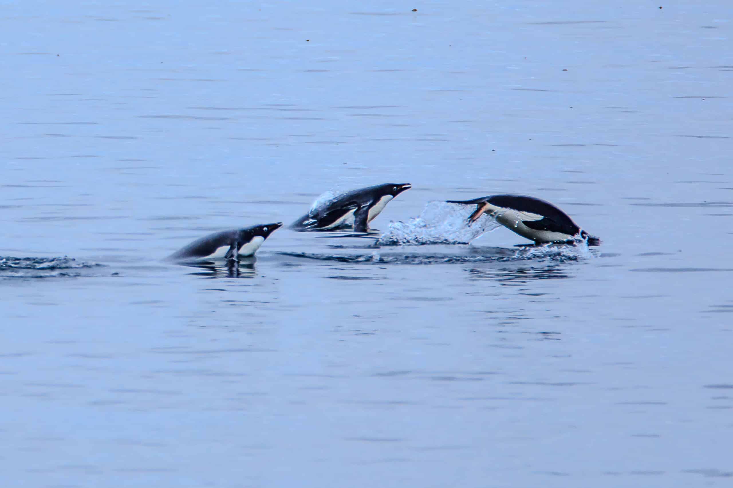 File:Our first landing on the Antarctic mainland, at Boown Bluff. at the N tip of the Antarctic peninsula.Adelie Penguins (Pygoscelis adeliae) hunting for food from the sea. (25972931146).jpg File:Our first landing on the Antarctic mainland, at Boown Bluff. at the N tip of the Antarctic peninsula.Adelie Penguins (Pygoscelis adeliae) hunting for food from the sea. (25972931146).jpg