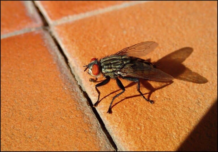 Musca domestica Musca domestica