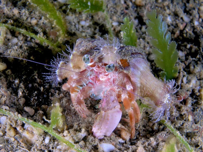 Dardanus pedunculatus (Hermit crab) with anemone covered shell