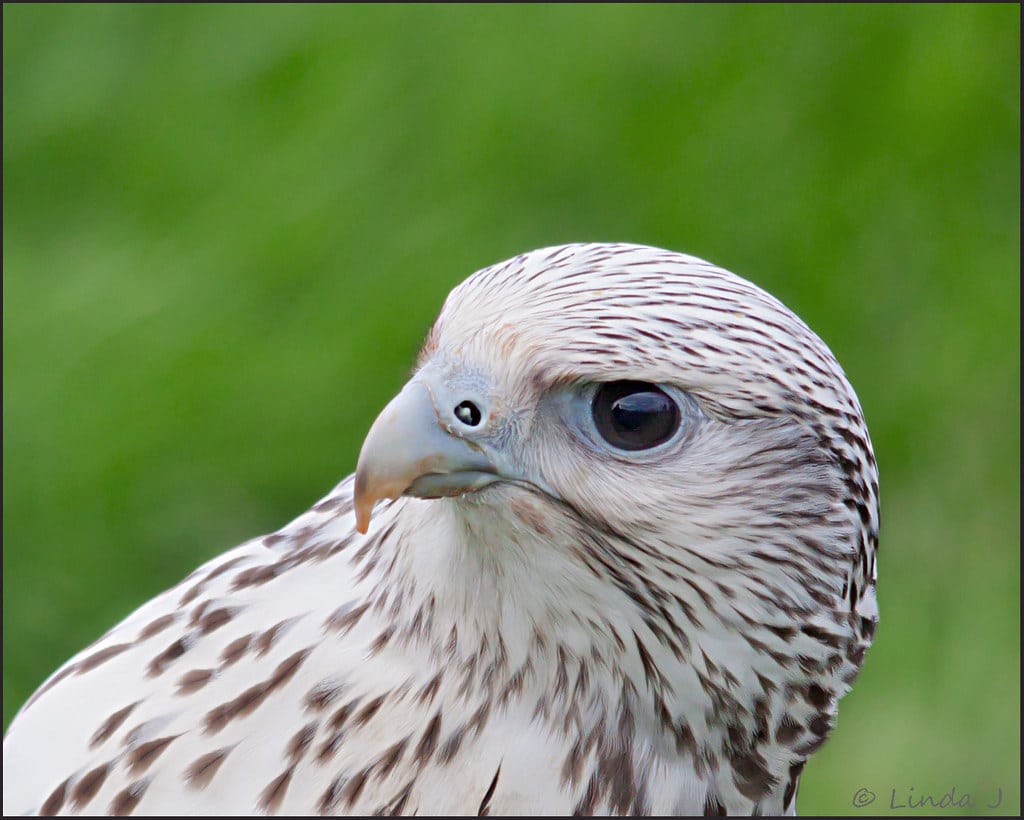Bird of Prey, ‘The White Falcon’ This Bird belongs to Jonathan Marshall Falconry