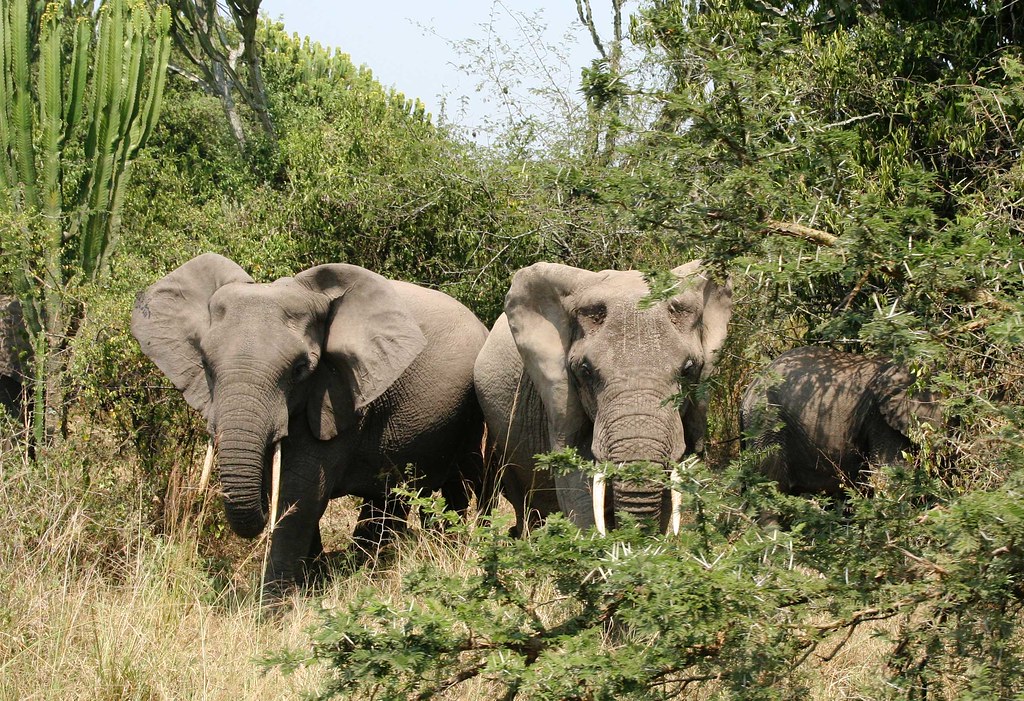 Elephant