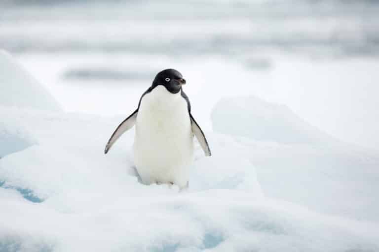 Hope Bay-2016-Trinity Peninsula–Adélie penguin (Pygoscelis adeliae) 02 Hope Bay-2016-Trinity Peninsula–Adélie penguin (Pygoscelis adeliae) 02 Adélie Penguin