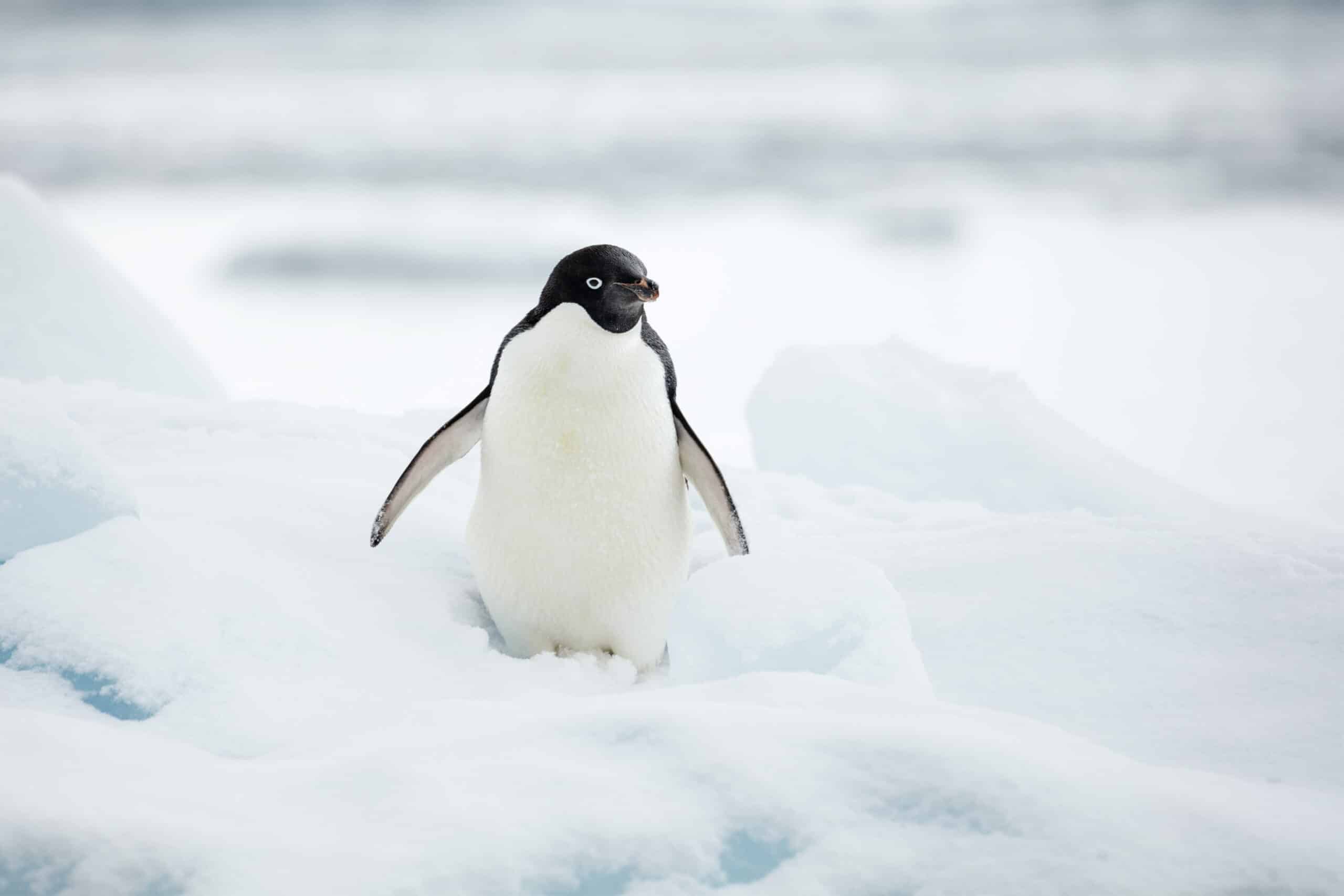 Hope Bay-2016-Trinity Peninsula–Adélie penguin (Pygoscelis adeliae) 02 Hope Bay-2016-Trinity Peninsula–Adélie penguin (Pygoscelis adeliae) 02 Adélie Penguin