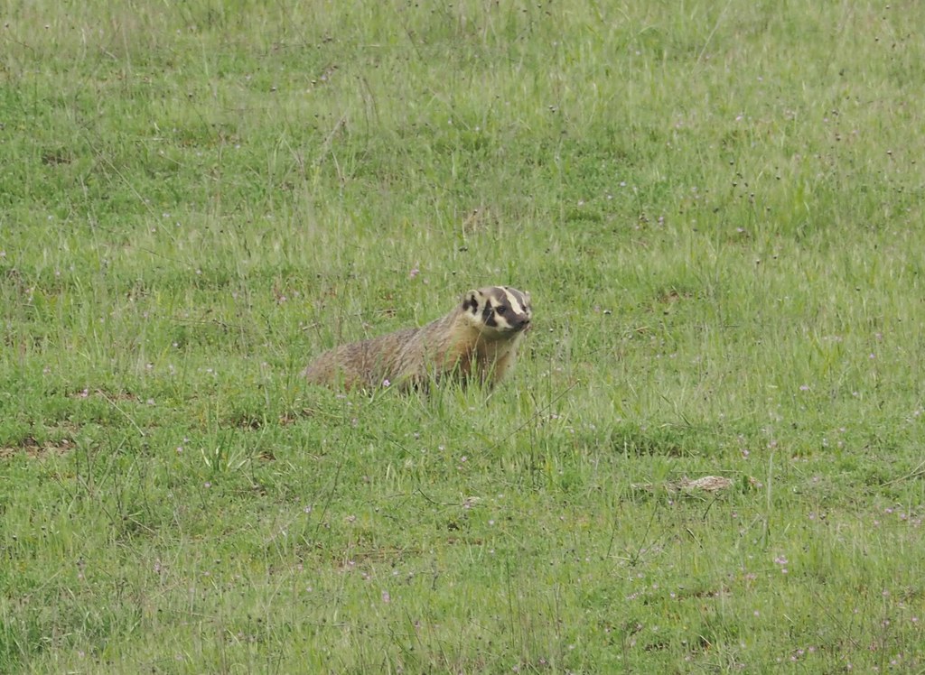 American Badger, Taxidea taxus