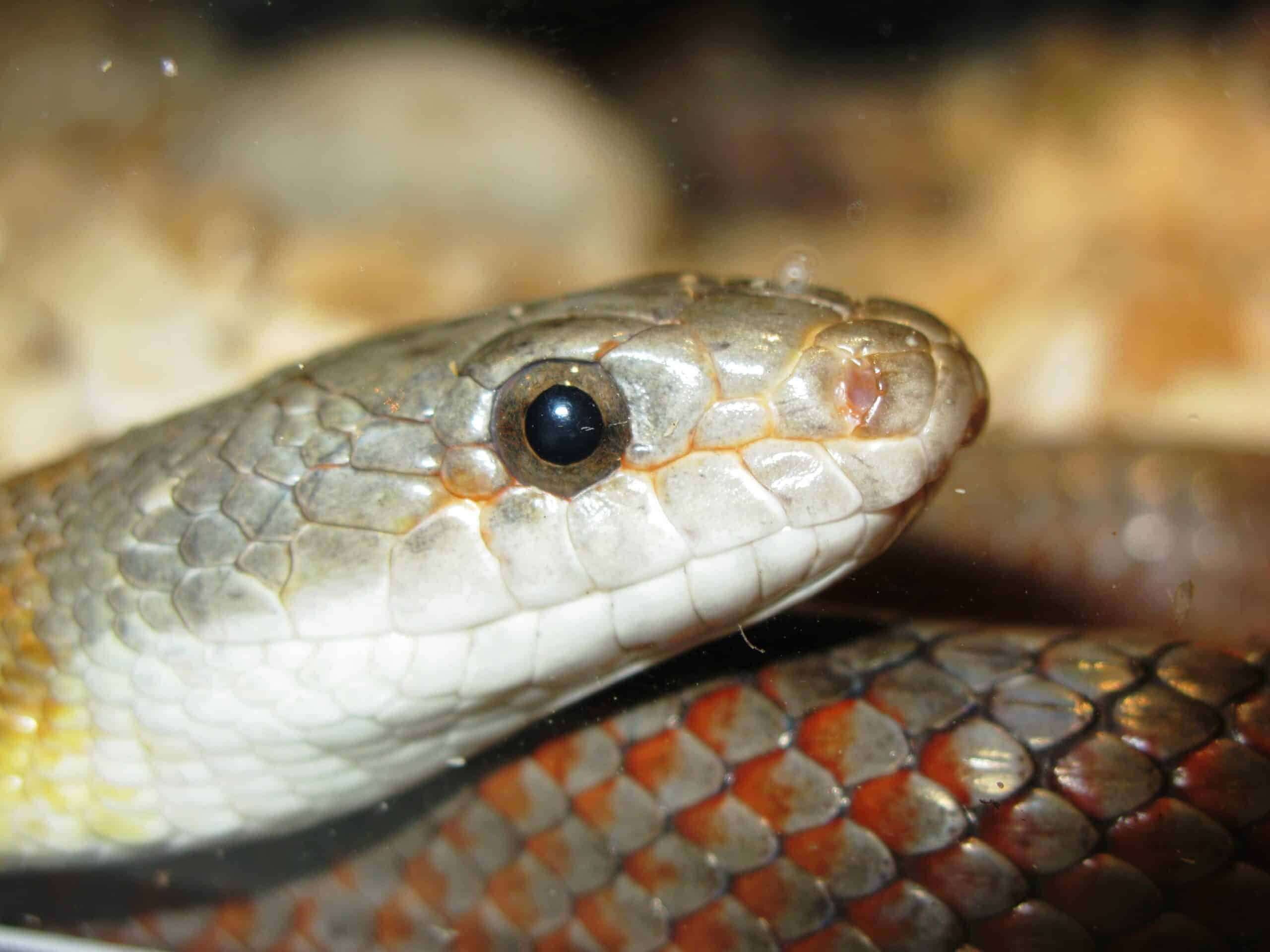 Pantherophis bairdi Pantherophis bairdi