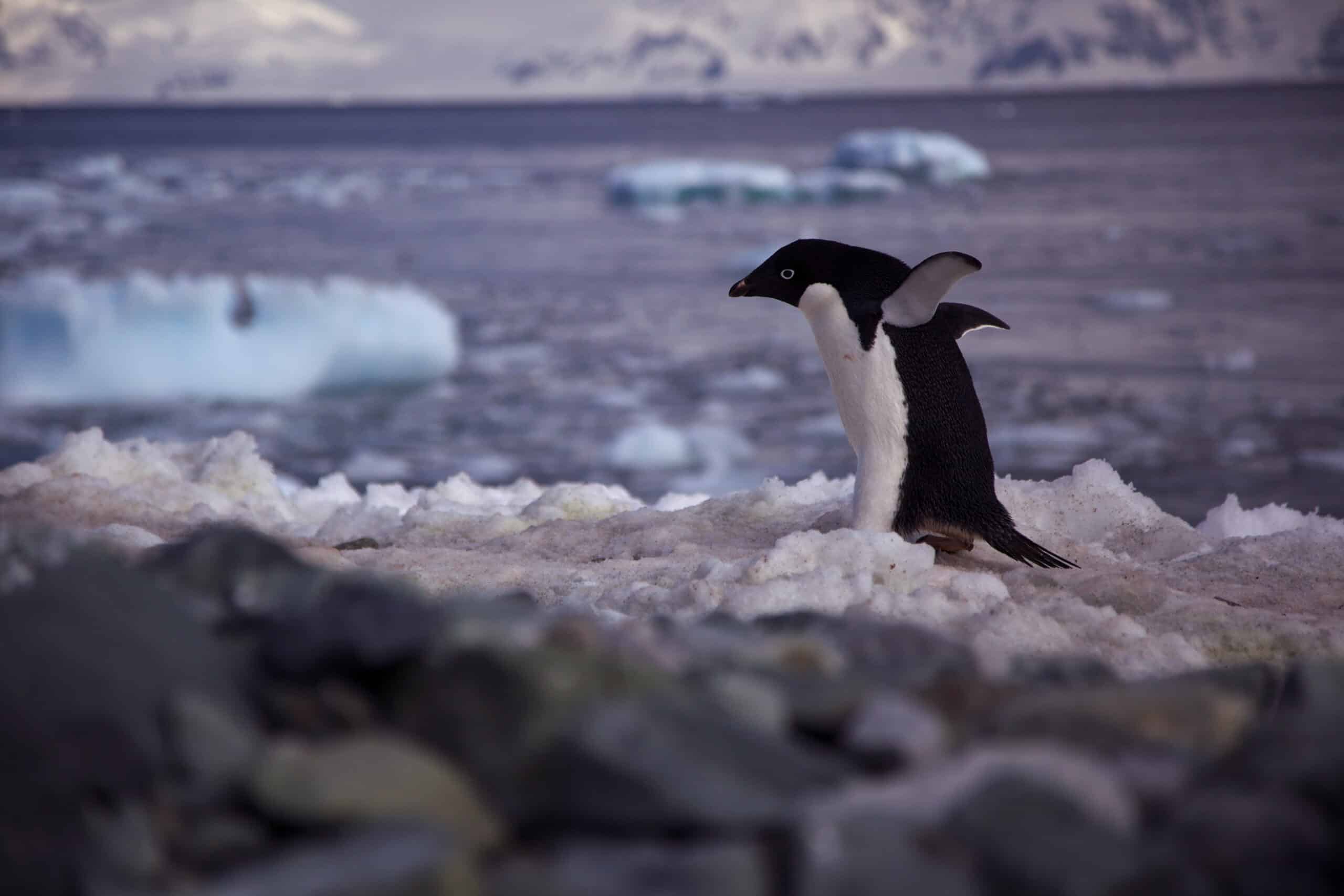 Adelie penguin (Pygoscelis adeliae), walking Adelie penguin (Pygoscelis adeliae), walking