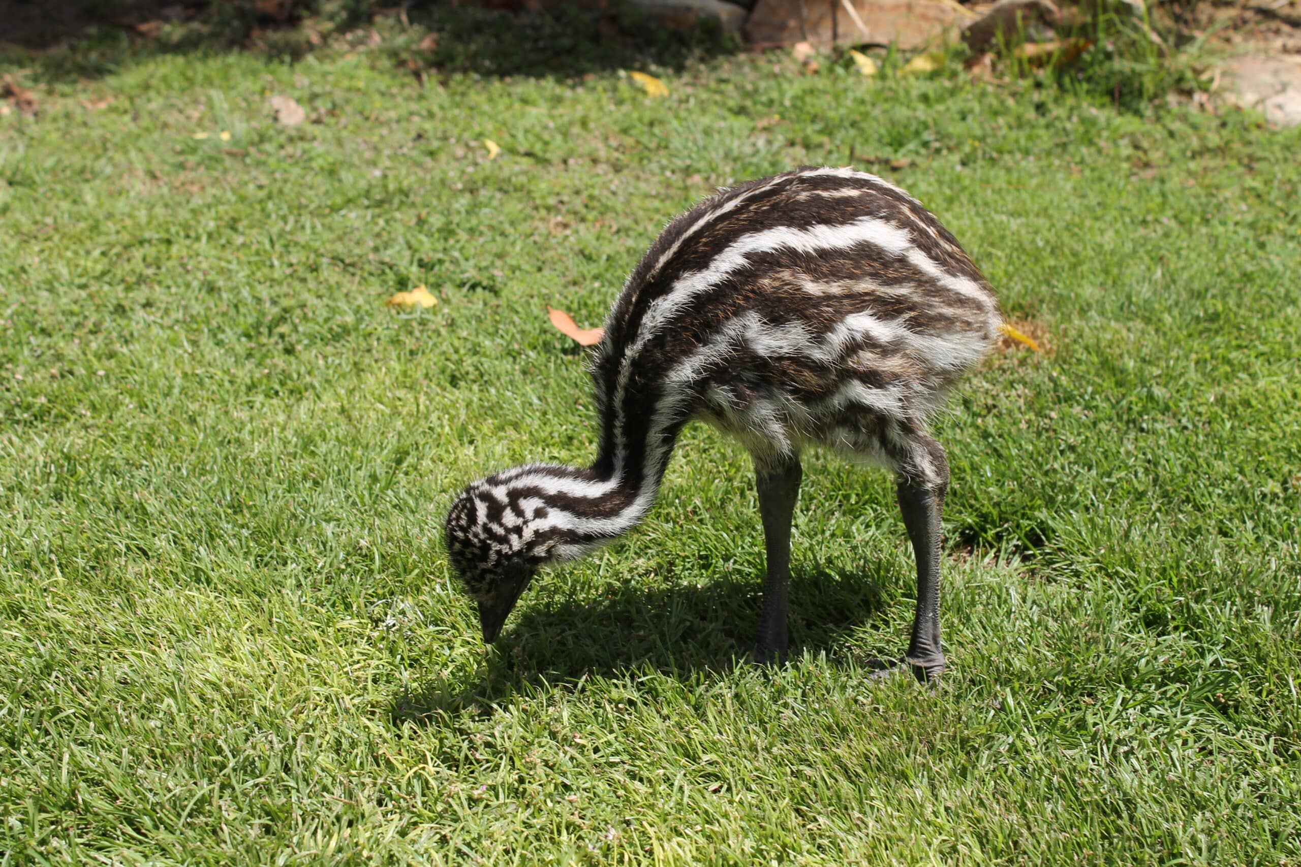 Emu (Dromaius novaehollandiae)