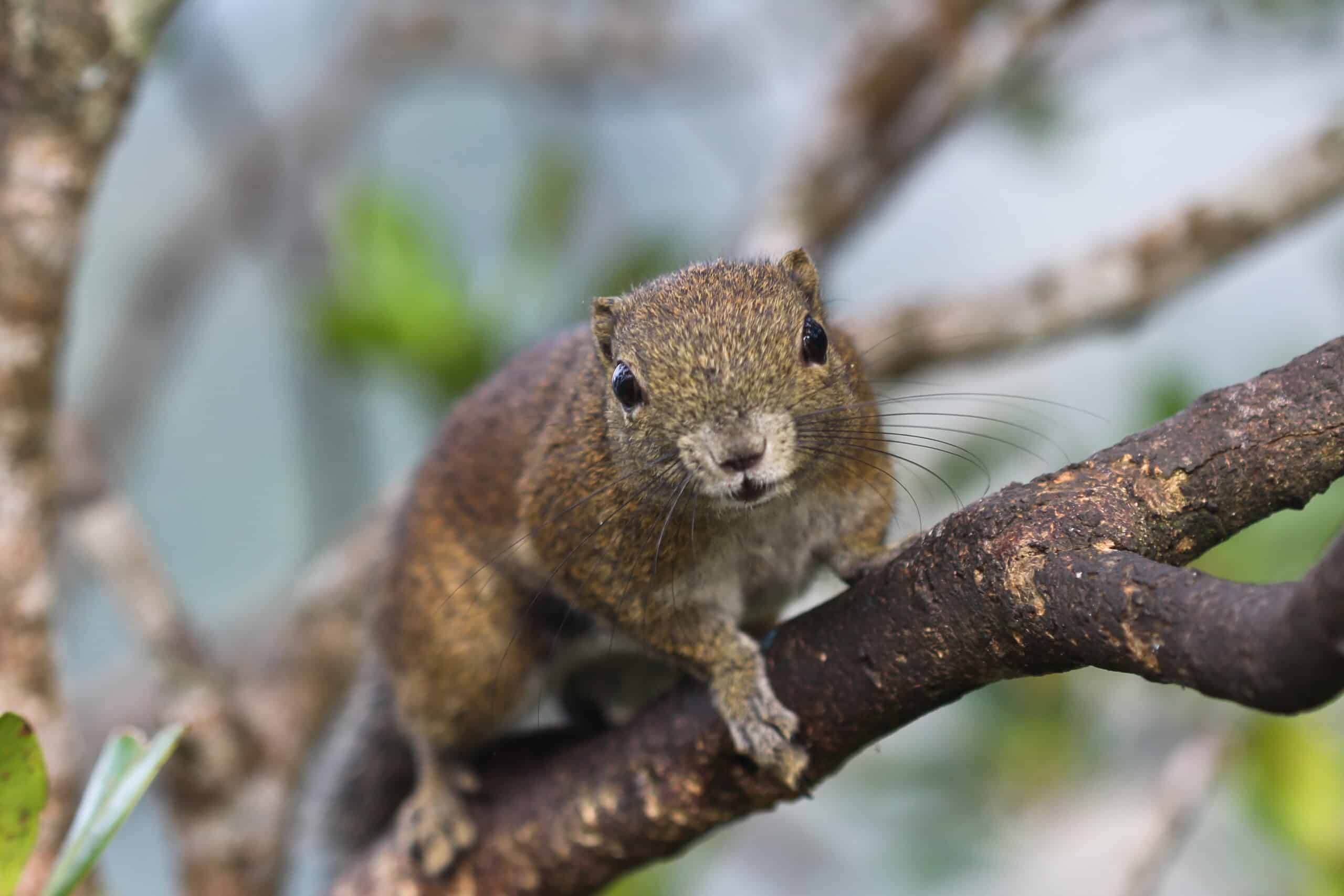 Squirrel
