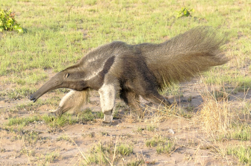 Giant Anteater – Karanambu Ranch – Guyana