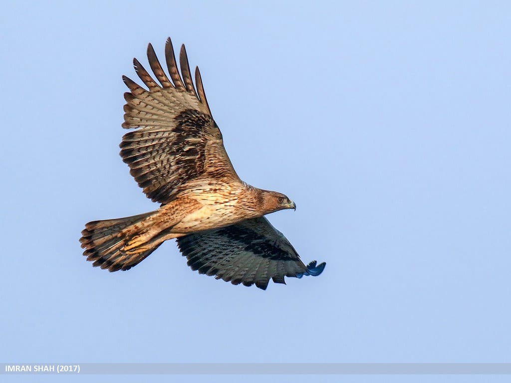 Bonelli’s Eagle (Aquila fasciata)
