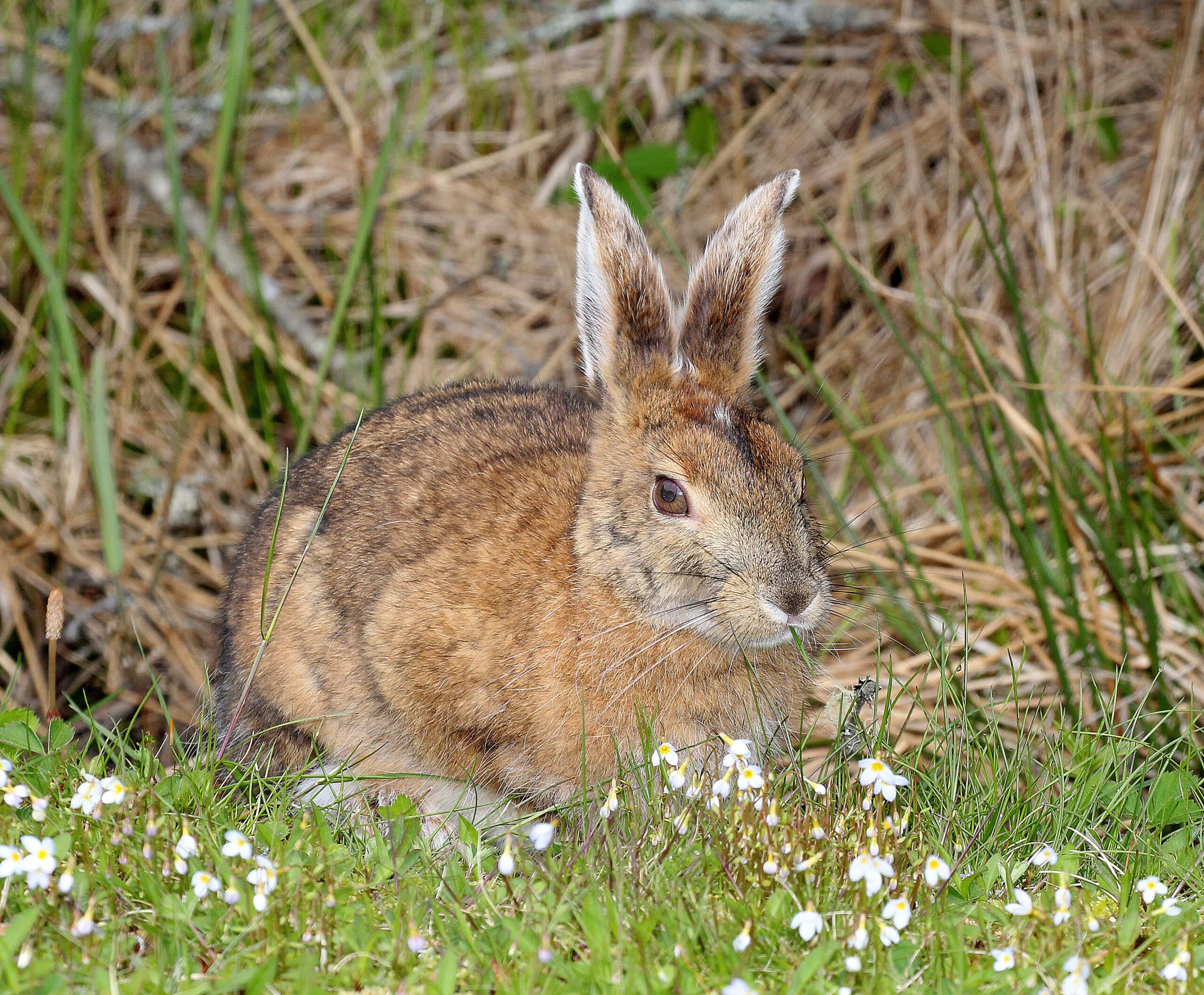 Hare