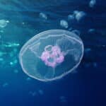 Jellyfish