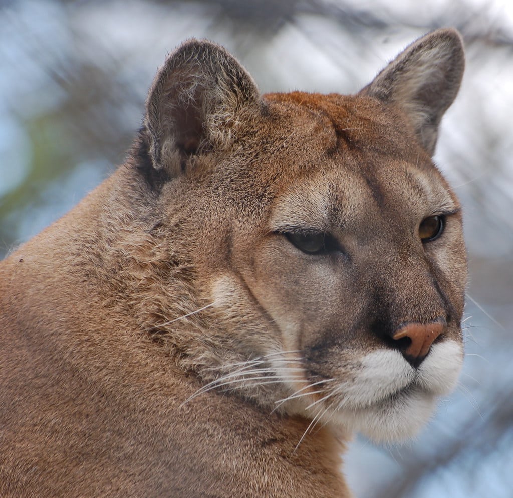 Cougar Cougar
